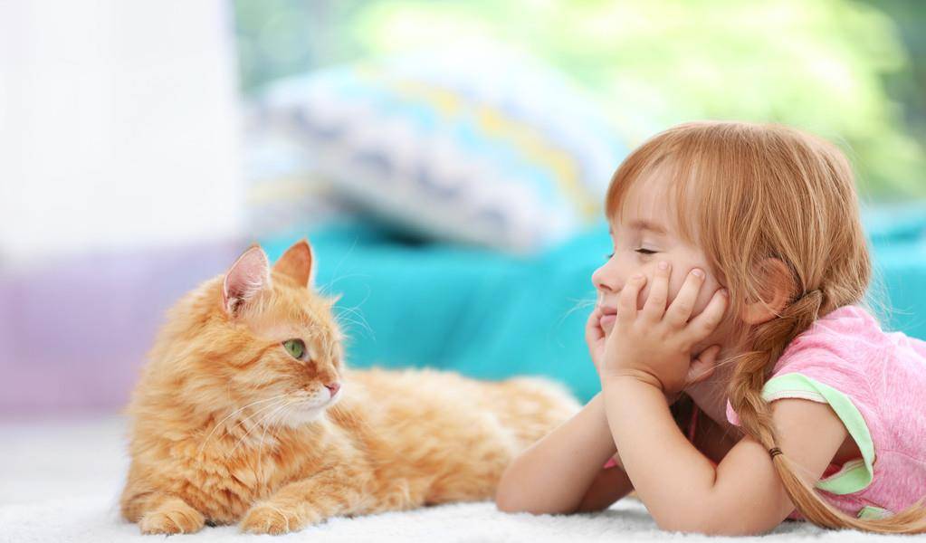 These cats are suitable for families with children, they are very