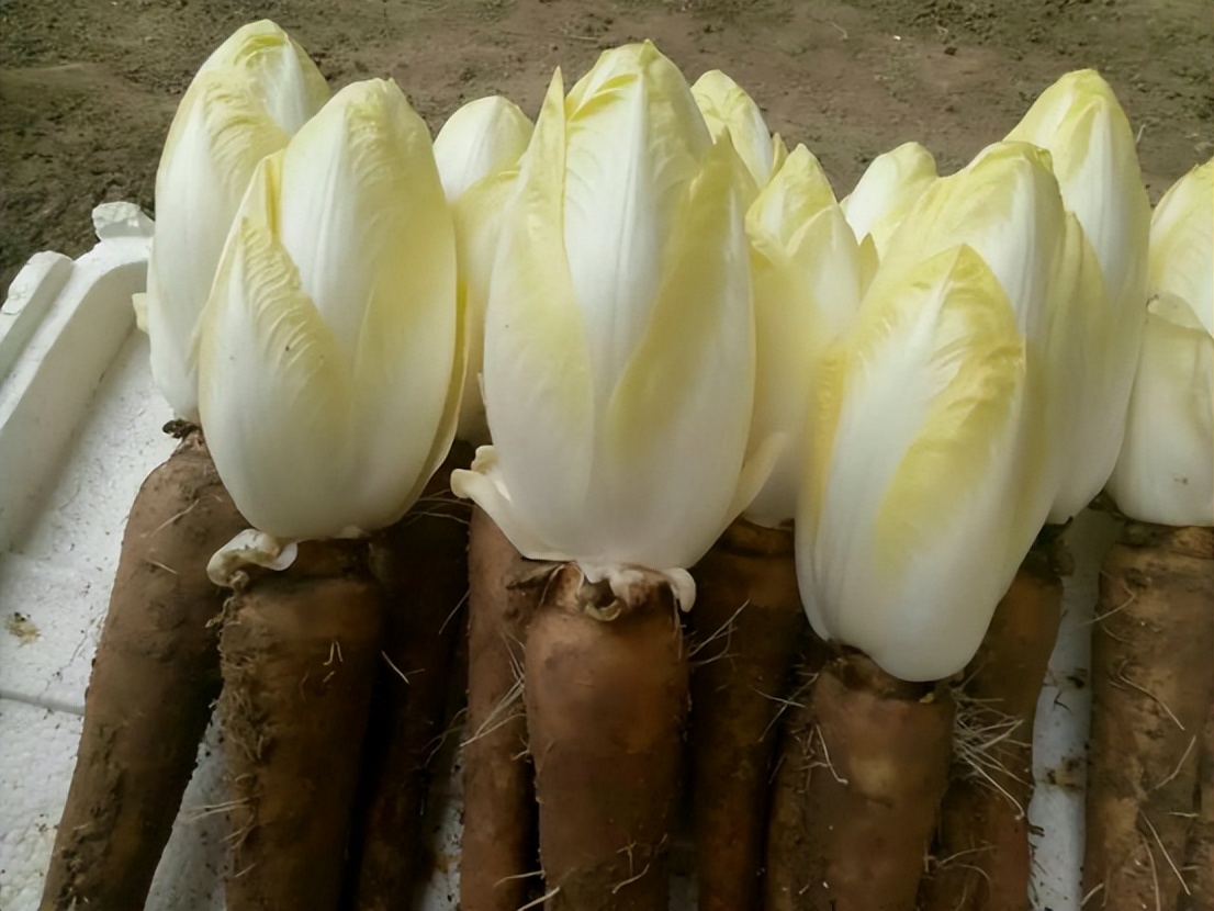 Pork and beer are not "purine kings", doctor "it" is what people with