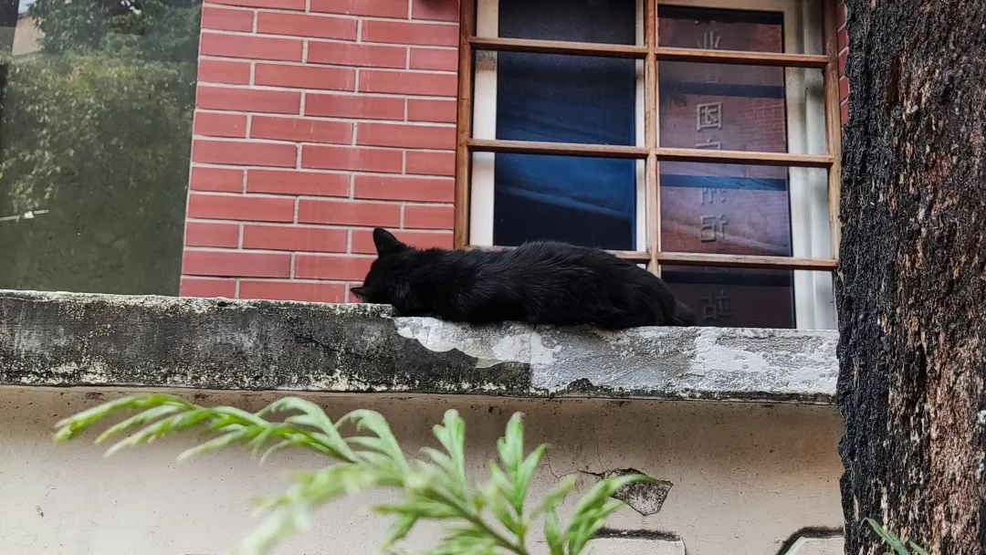 What temperature do cats like? iNEWS