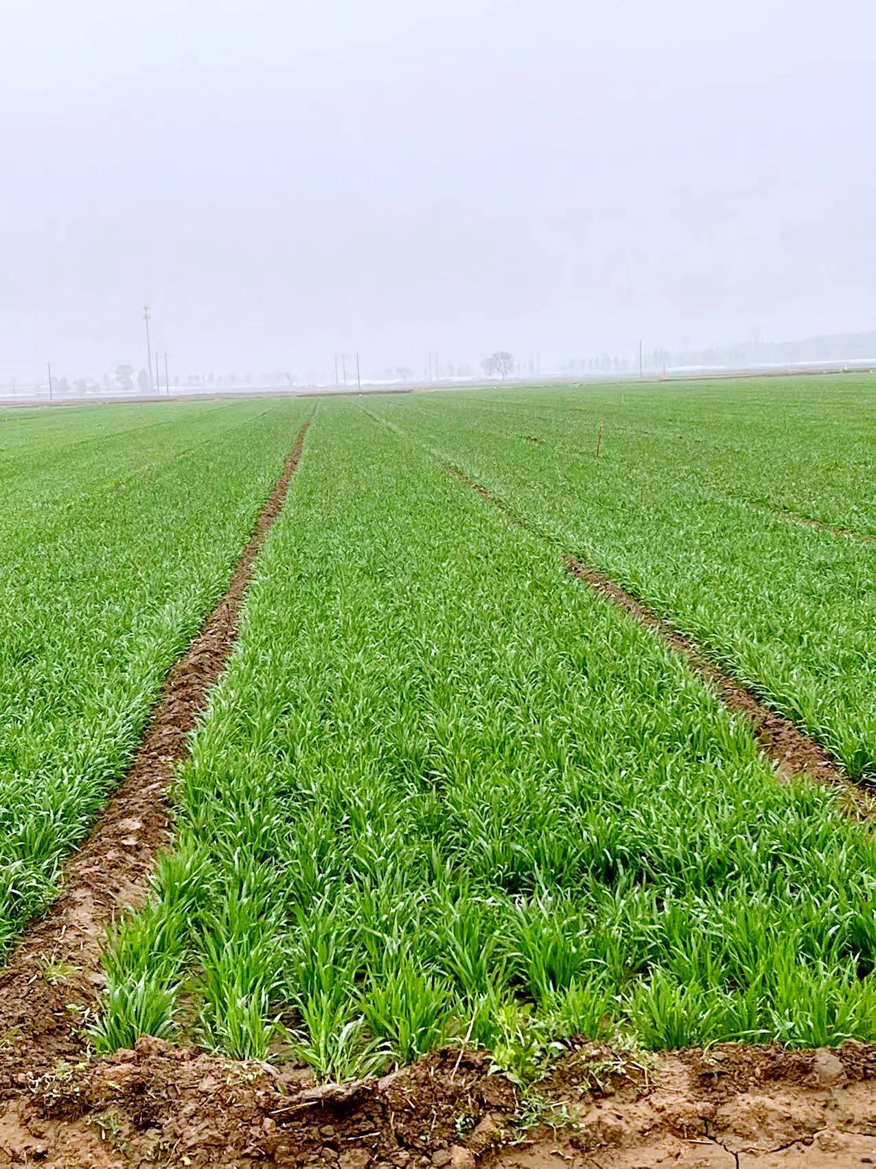 Guimao Year of the Rabbit, Lixia Ballad - iNEWS