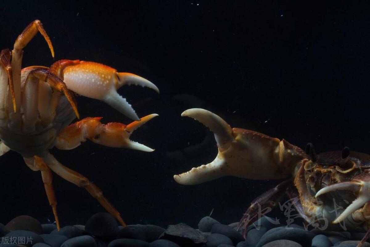 Guess Can a crab's broken leg grow back? iNEWS