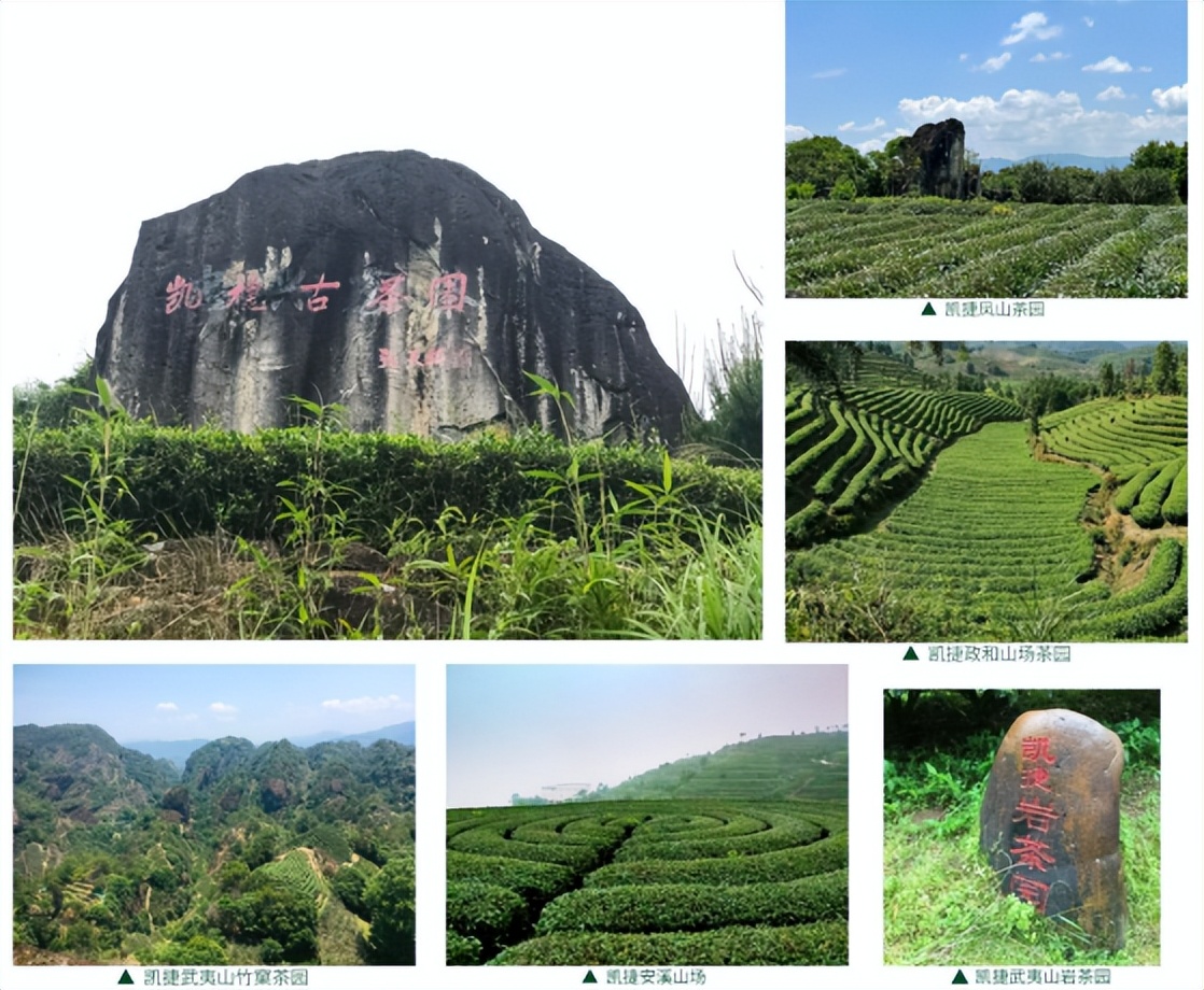 Thousand Years of Tea Rhythm Beiyuan Tribute Tea - iMedia