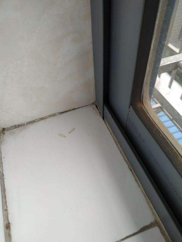 How to tell if you have termites in your home iNEWS