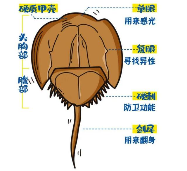 One liter of horseshoe crab blood is sold for 100,000. What exactly is