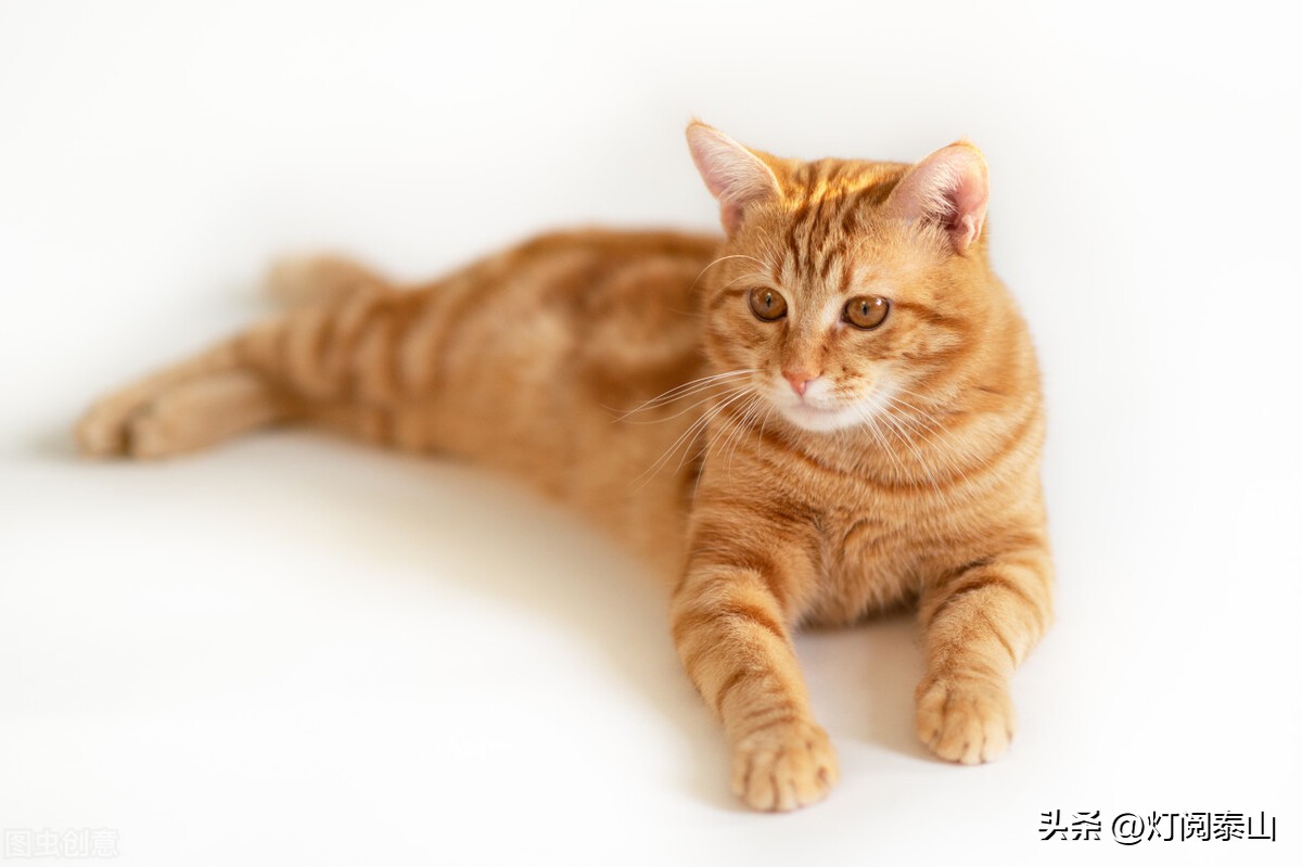 How to deal with cat hair flying all over the sky? iNEWS