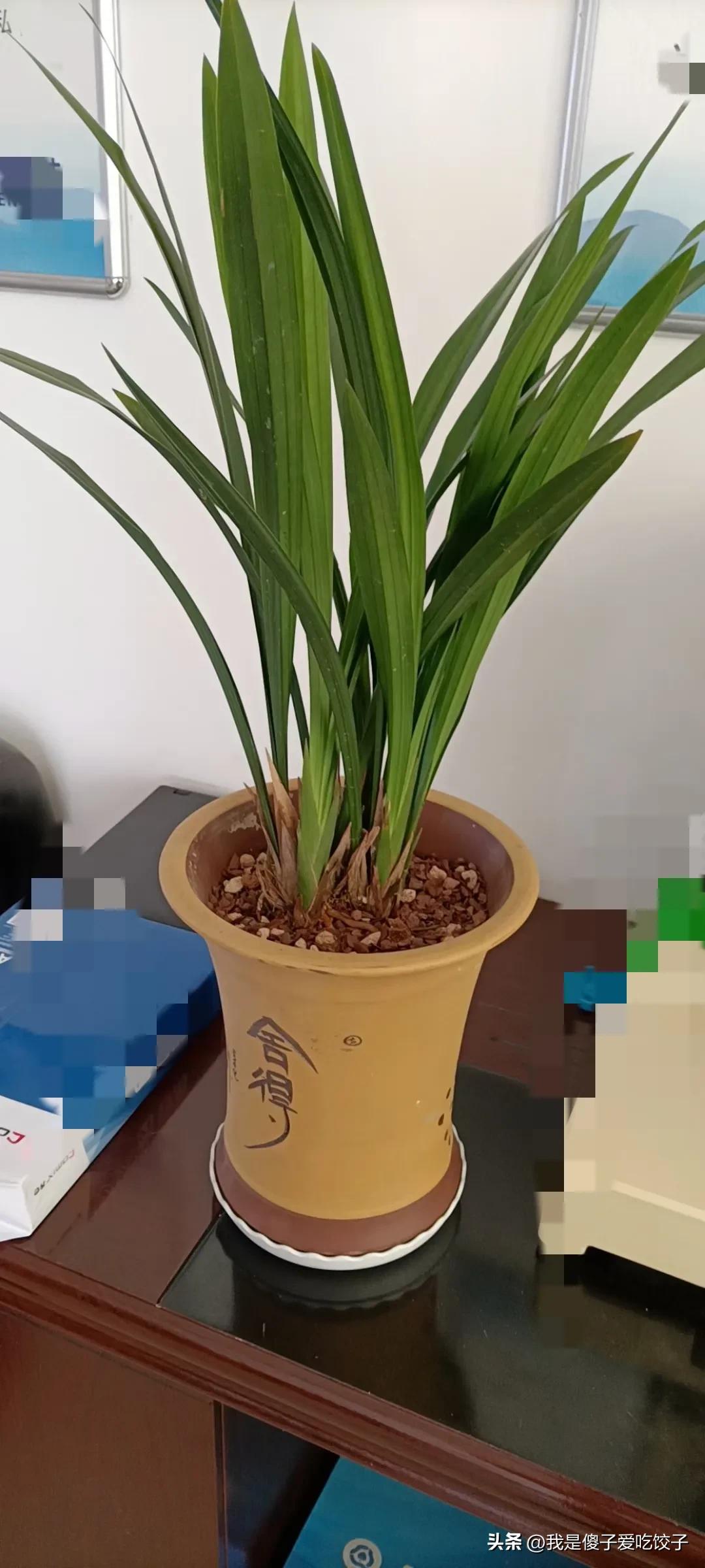 Do orchids need sun? iNEWS