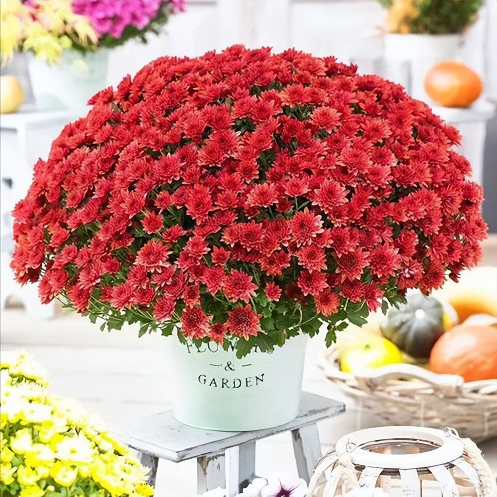 autumn-balcony-pet-thousand-headed-chrysanthemum-inews