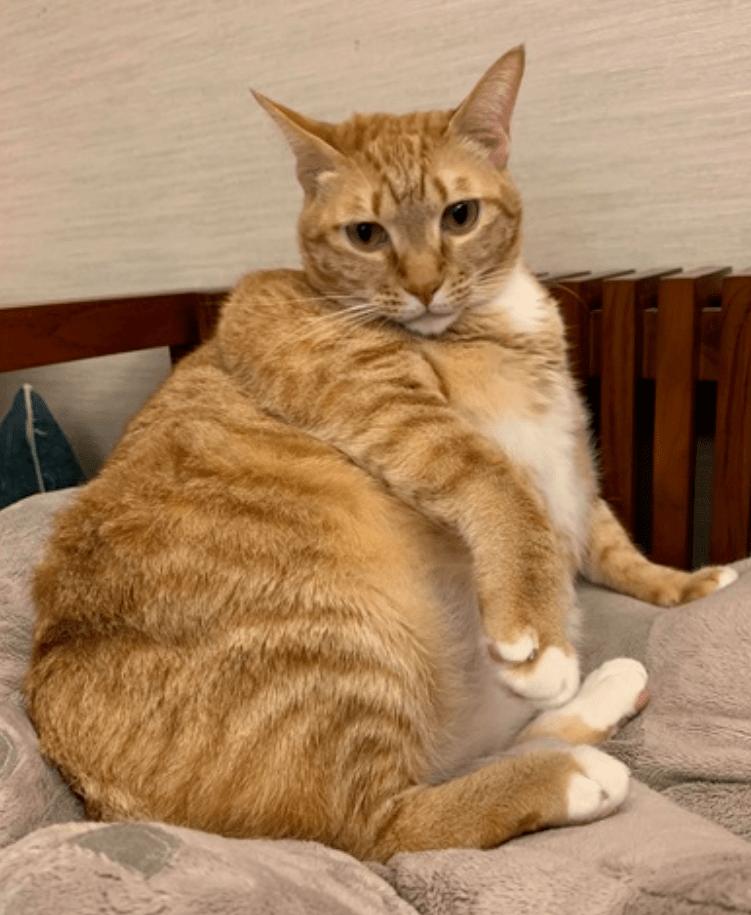 Why do orange cats get fat easily? iNEWS
