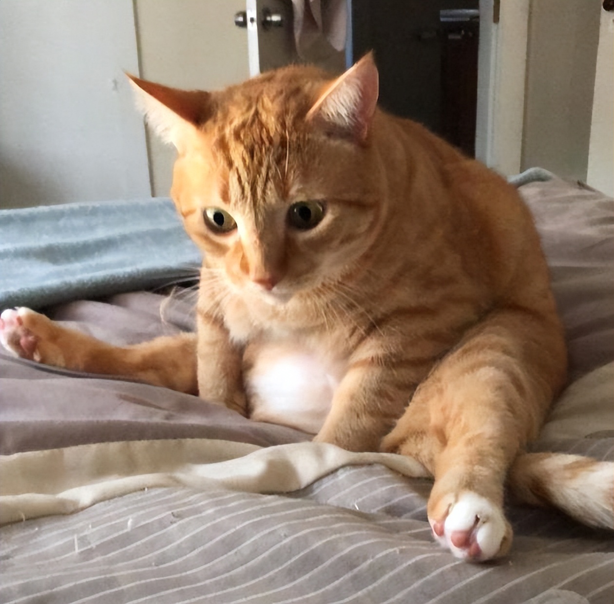 What happens when a cat loses its factory settings?funny pet moments