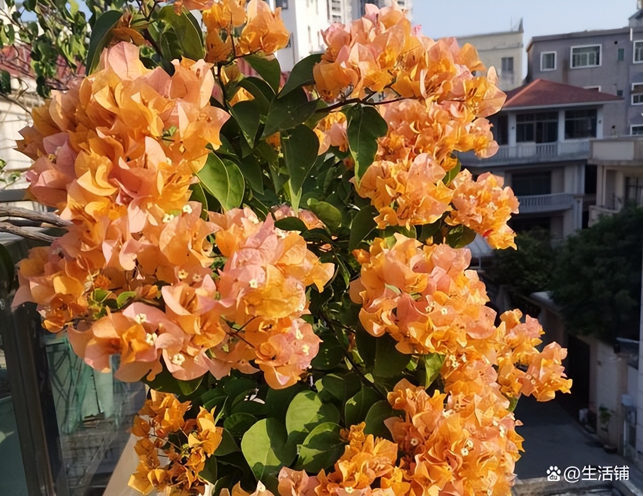 Can bougainvillea be pruned in autumn?Simply cut and cut, more flowers
