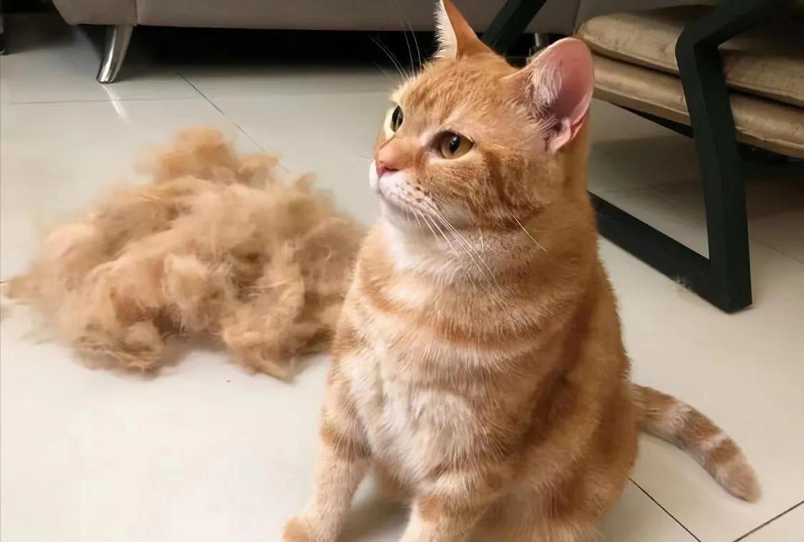 Simple and easy to keep cats from shedding hair iNEWS