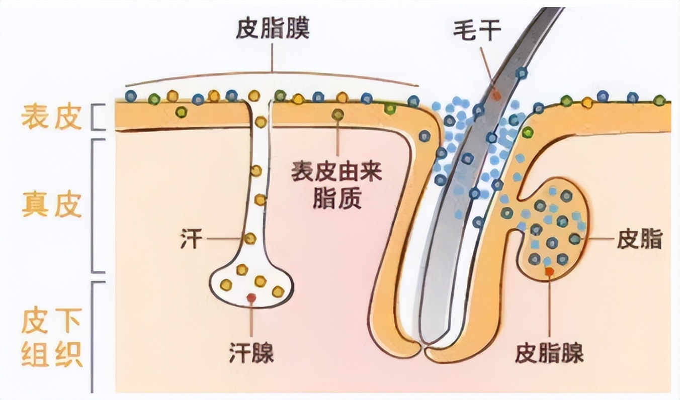 You are clearly washing your face, why is it still so oily?(What is the
