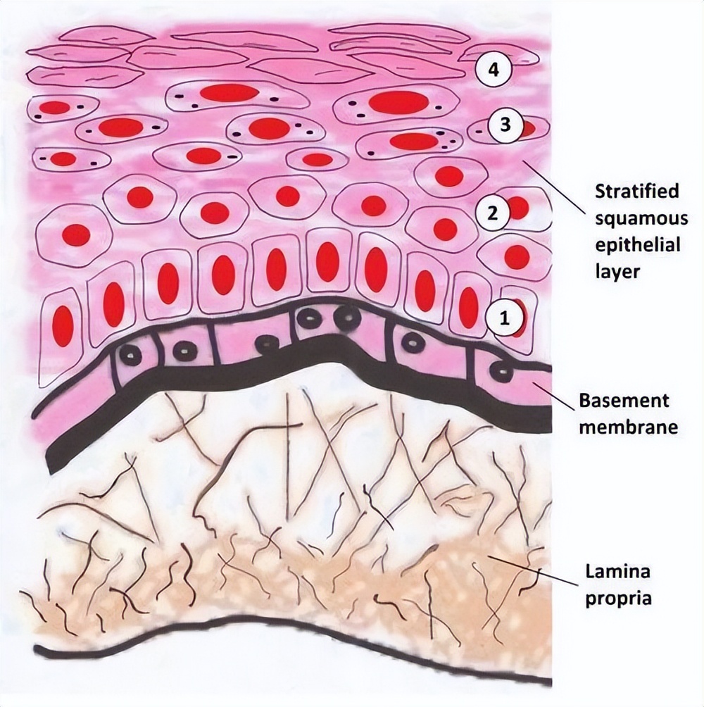 Tripeptide-32/Chronolux Repairs Skin and Enhances Vitality - iNEWS