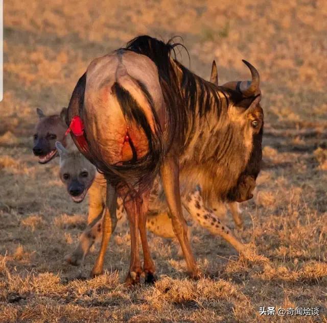 30 Pictures of Cruel Hunting of Wild Animals: A Hyena Bites a ...