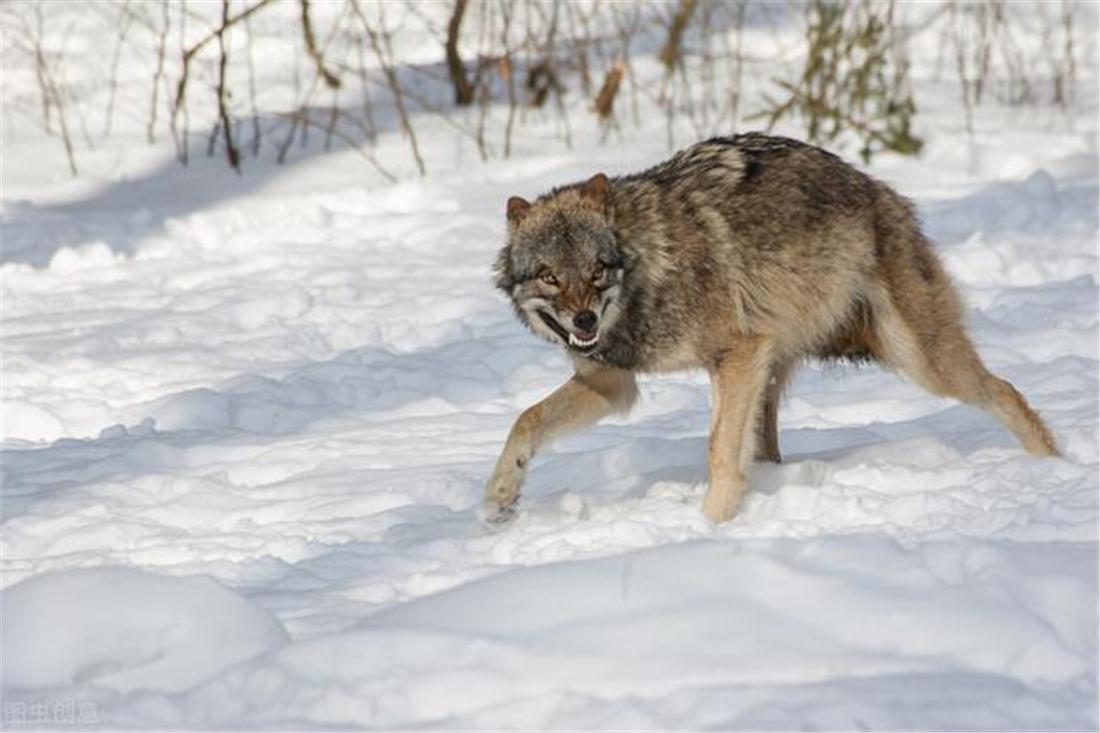 A female wolf in Changbai Mountain fell into a trap. The male wolf dug ...