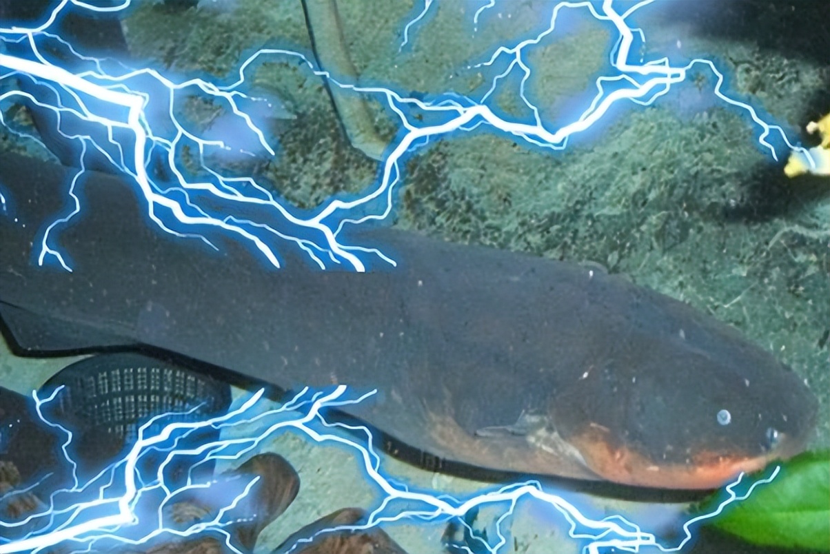 How does the 800volt electric eel that kills crocodiles generate electricity? Why don't you