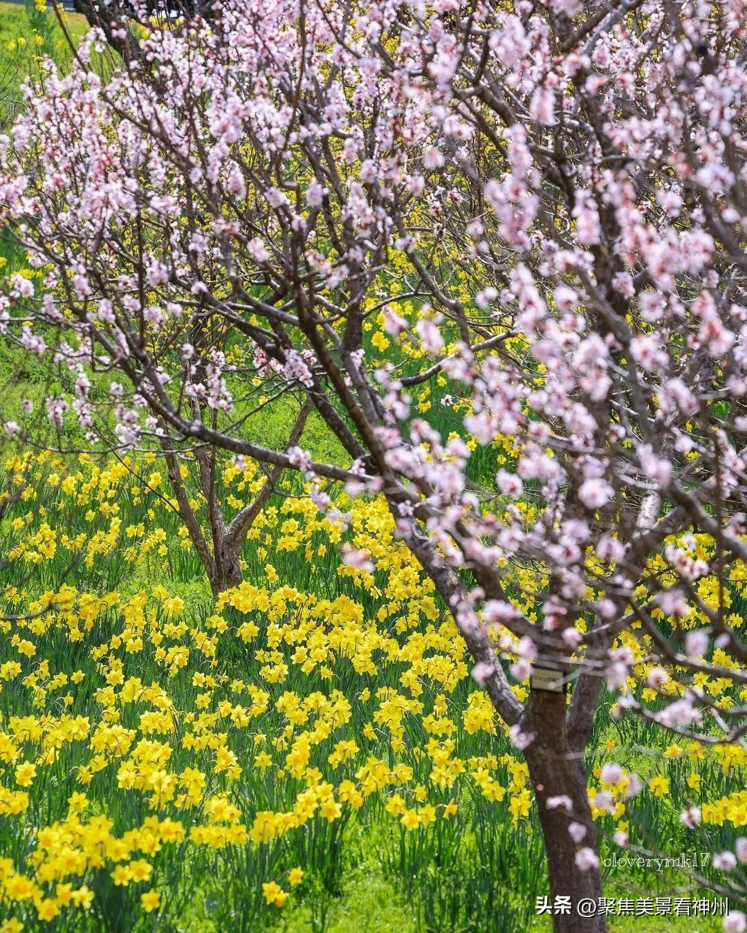 Con Tos Spring Taking pictures in spring is a charming beauty - iNEWS