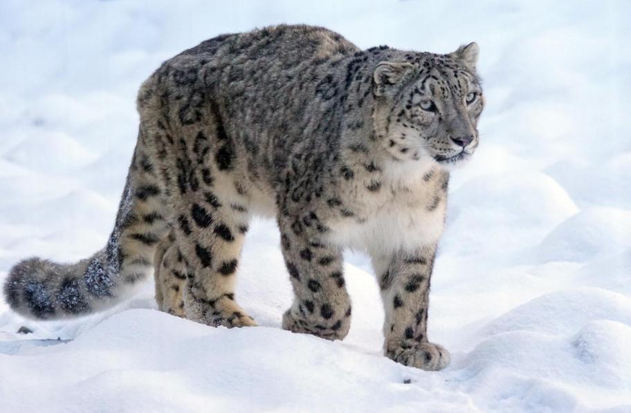 In Qilian Mountains Two Snow Leopards Hunted Together And Broke Into The Hydropower Station In Order To Chase The Rock Sheep They Came To Step On The Spot Inews