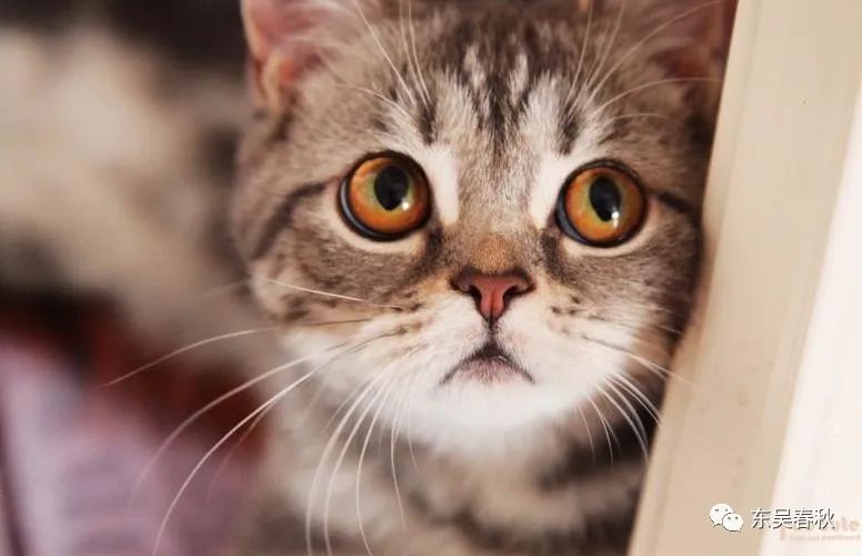 When did domestic cats appear in China? The answer you may not think of