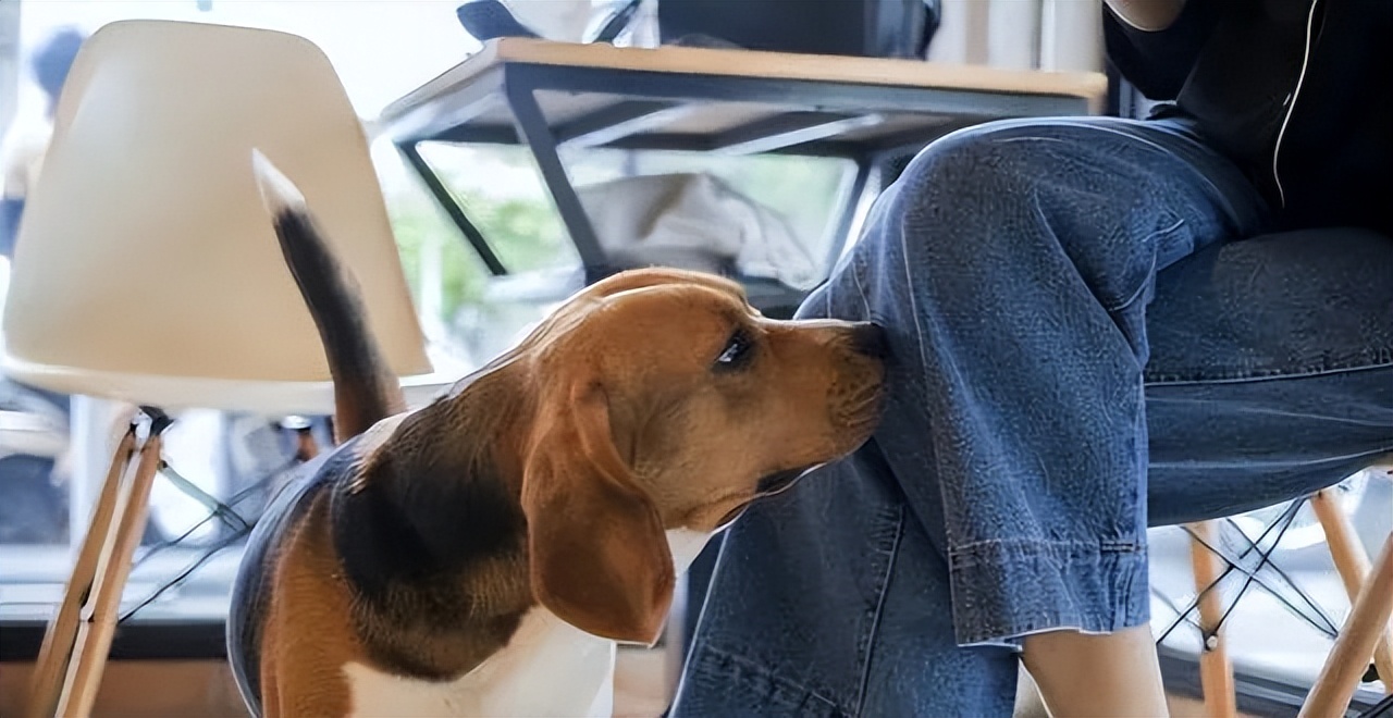 Dogs always smell your crotch, not because of lust, but because of