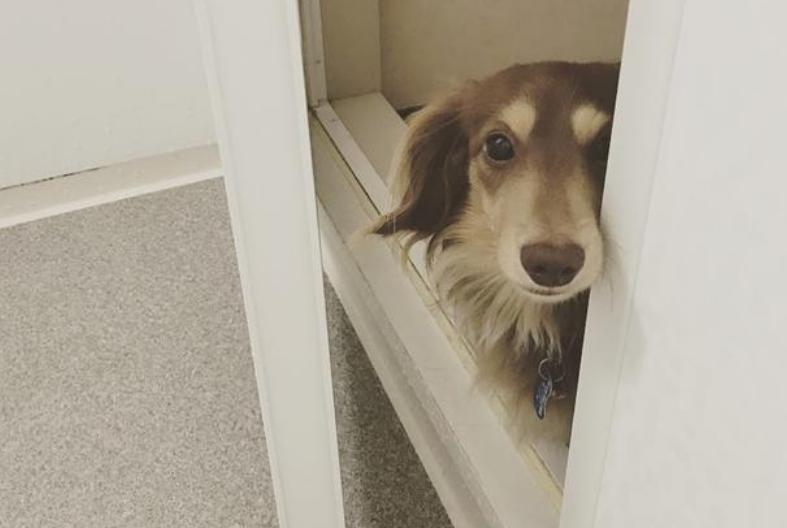Why do dogs like to their owners to the bathroom? These are the "truths" iNEWS