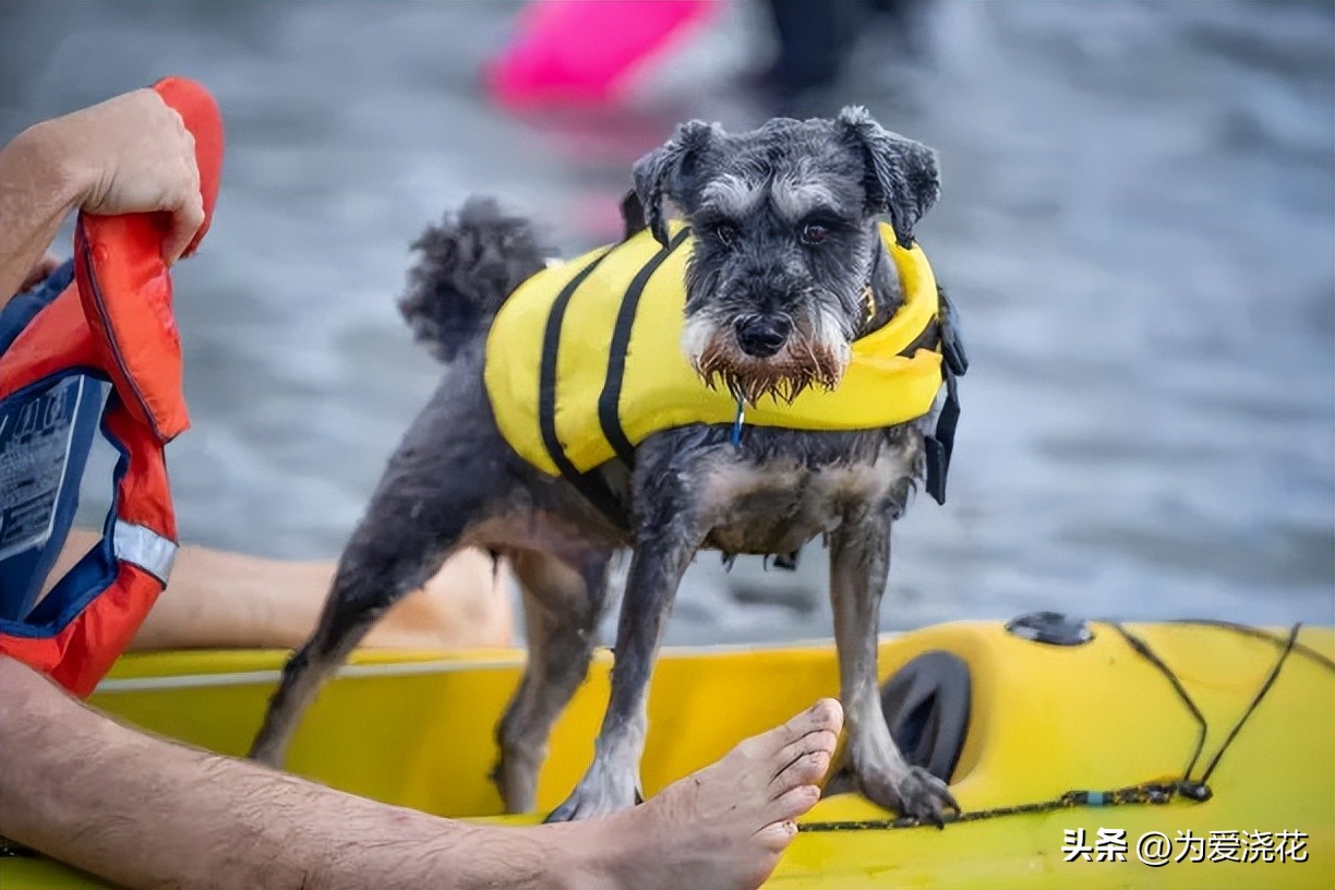 Are pets allowed on a plane? Are pets allowed on a boat? How to take