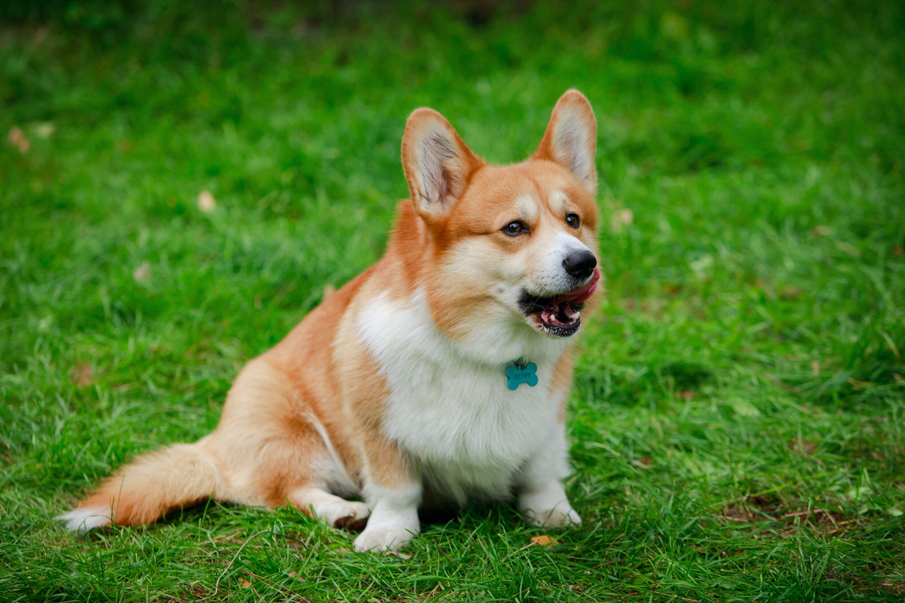 Corgi 