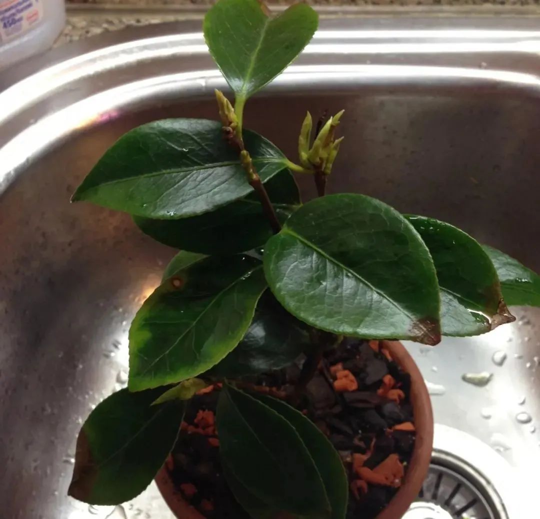 The potted camellia was full of buds when I bought it, and it will fall