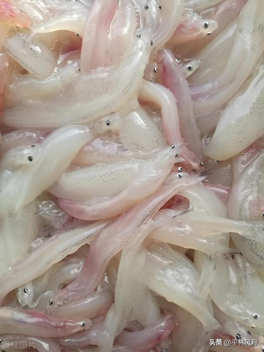 Distribution of marine fish in different water layers - iNEWS