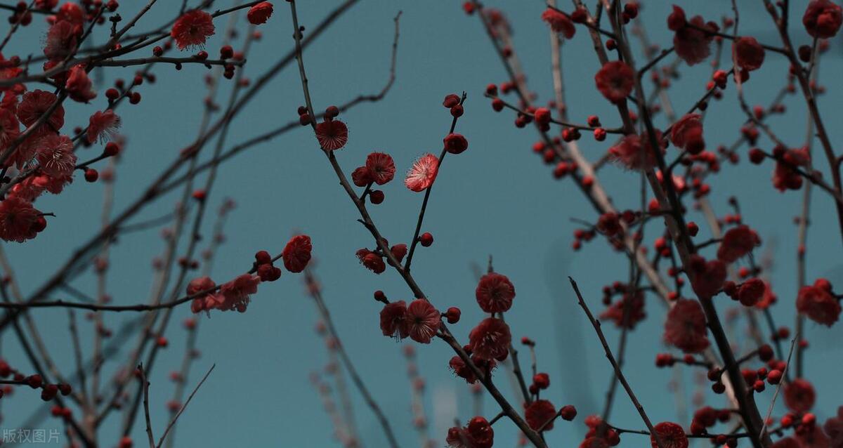 The five poems of falling plum blossoms are selfcontained, calling for spring to come without