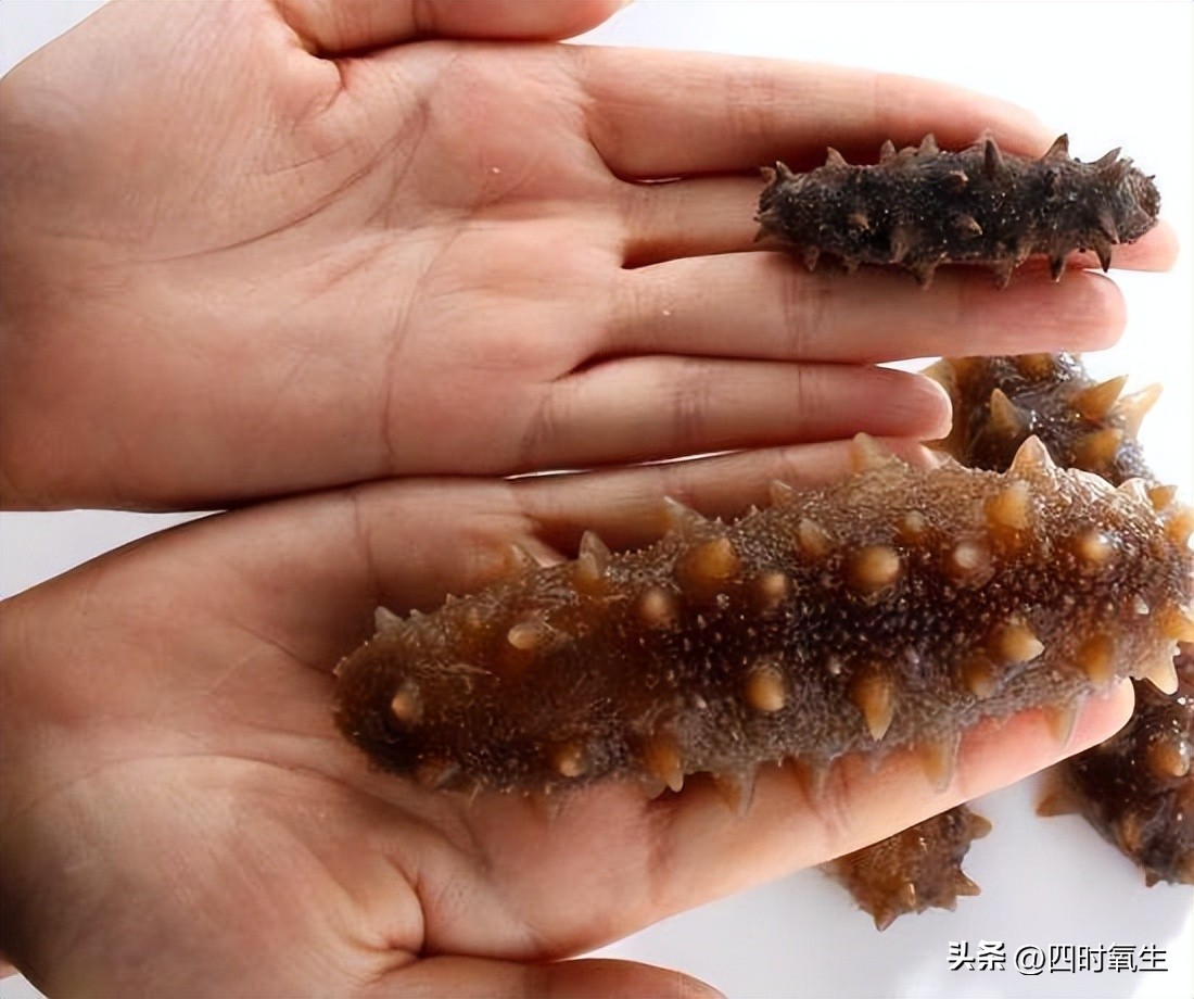 It's a good season to eat sea cucumbers. Homemade sea cucumbers do this