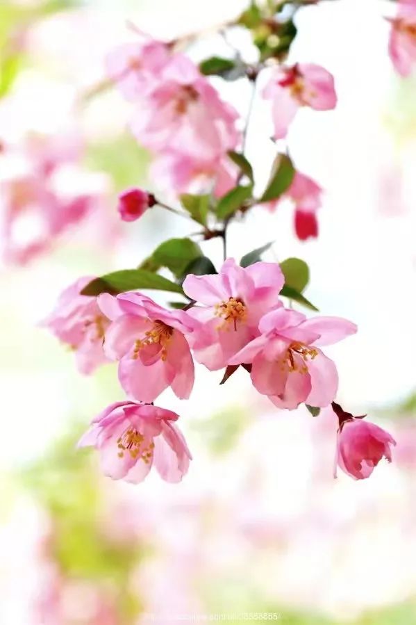 Weeping Begonia, the flowers are like ribbon-cutting layers, and the branches are like light silk curling down