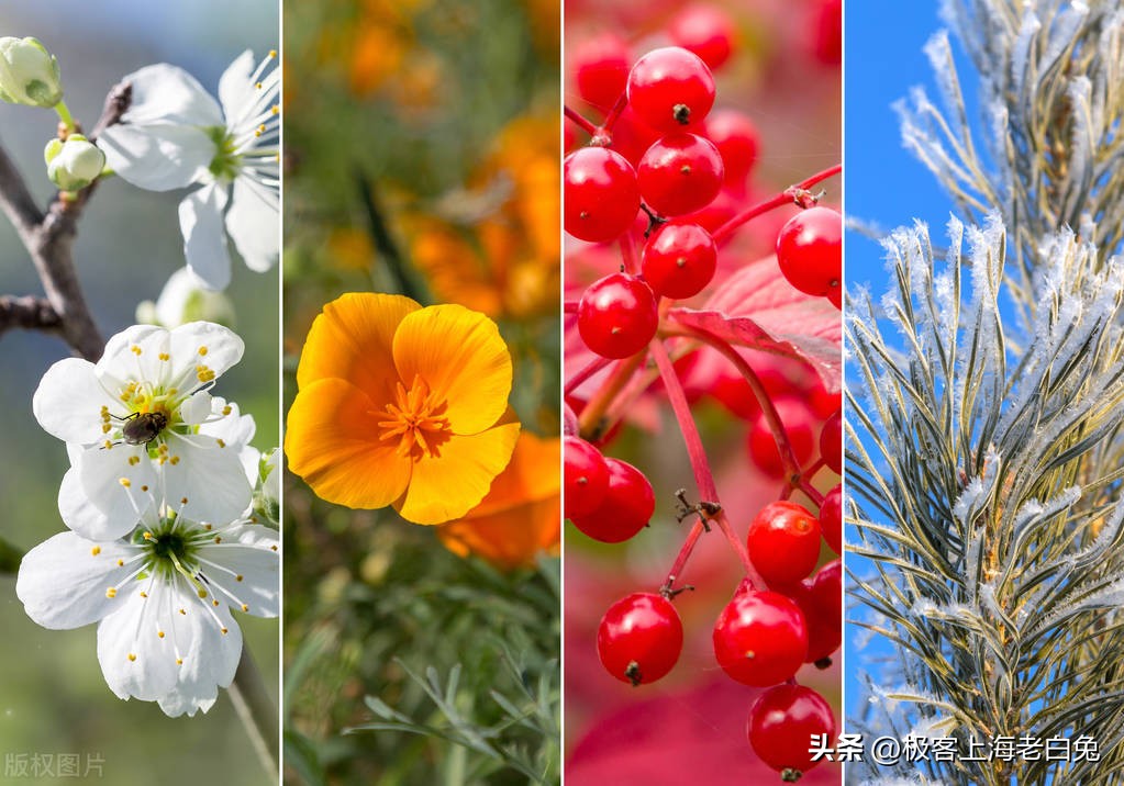 In the desperate situation of life, beautiful flowers bloom——to soothe