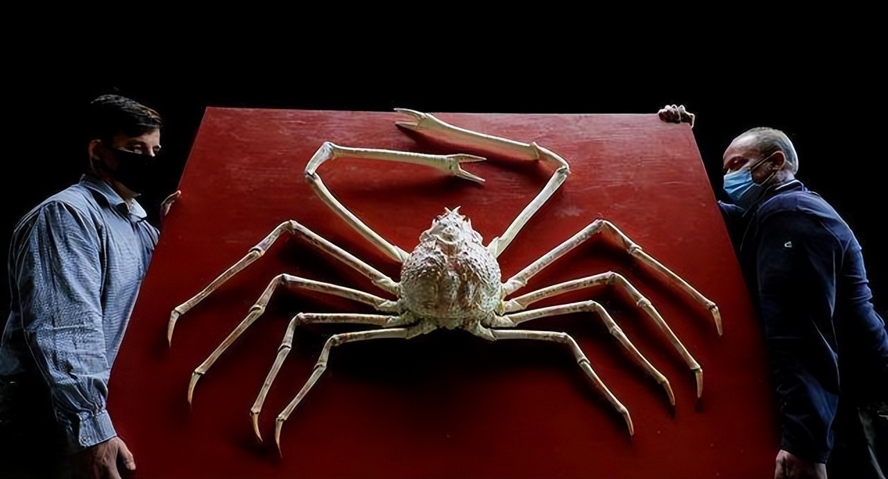 Nuclear pollution caused the Japanese "killer crab" with a mutant