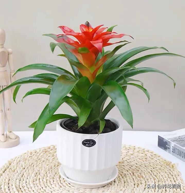 Pineapple good luck, prosperous, meaning auspicious, goodlooking and