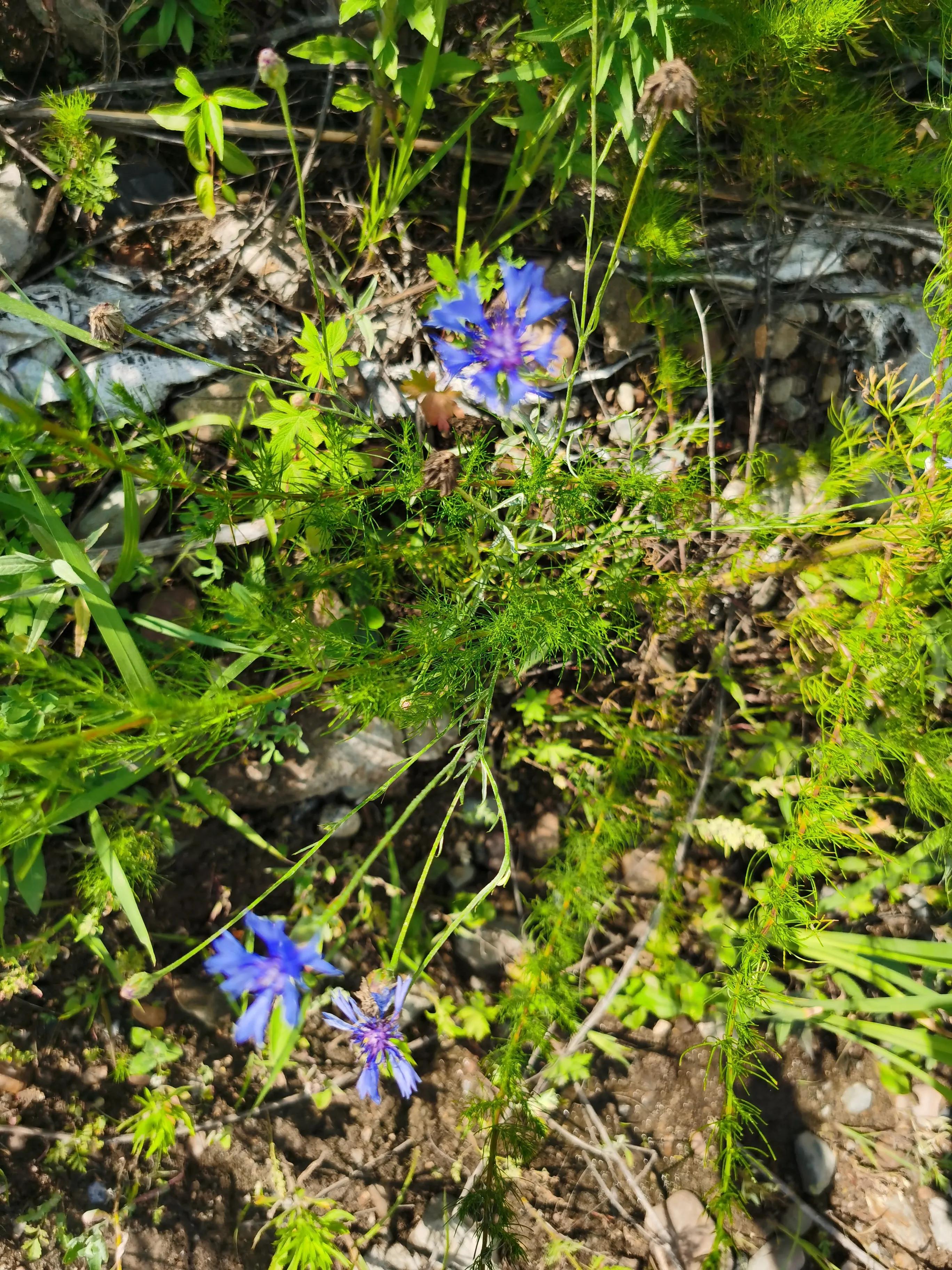 The highvalue flowers who are face to face with us are lovely, where