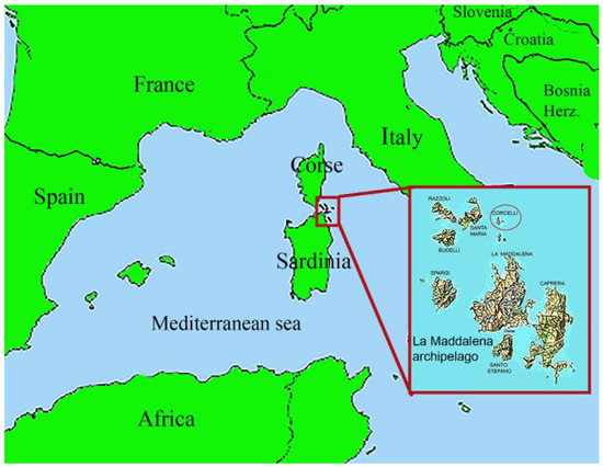 adaptive-responses-to-gillnet-bycatch-in-mediterranean-cormorant