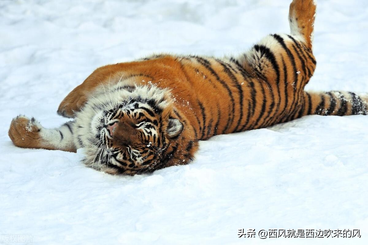 After the surviving tiger learned of the death of his loving father, he ...