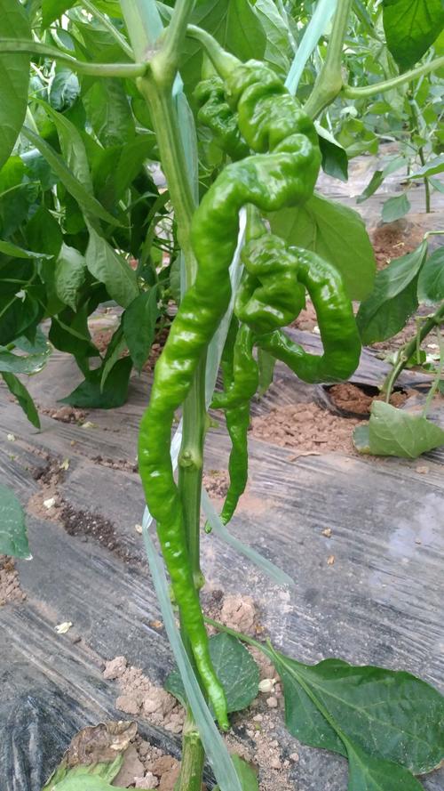 Crazy space vegetables, only unexpected and impossible - iNEWS