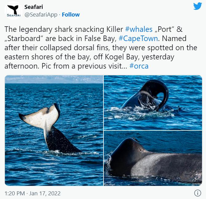 Favorite to eat shark liver, killer whale plays the role of marine