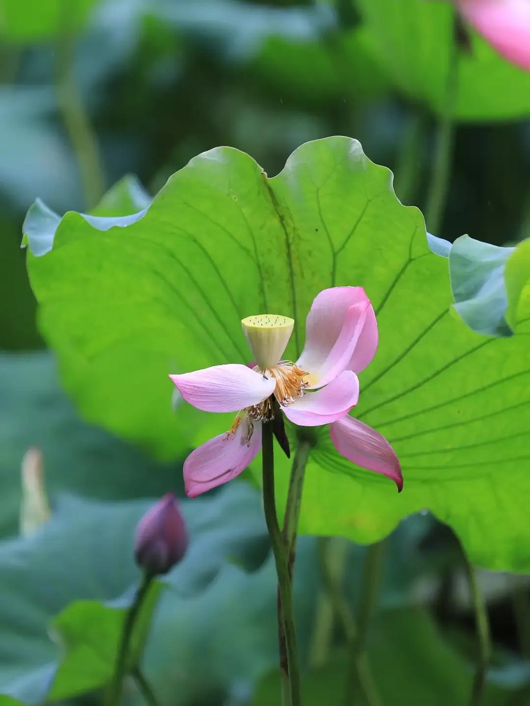 Another name for lotus in ancient poetry - iNEWS