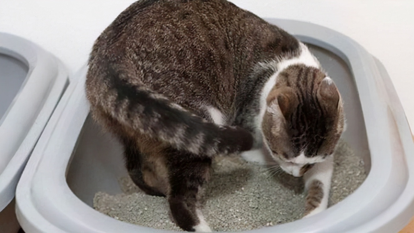 Do cats even eat their own poop? iNEWS