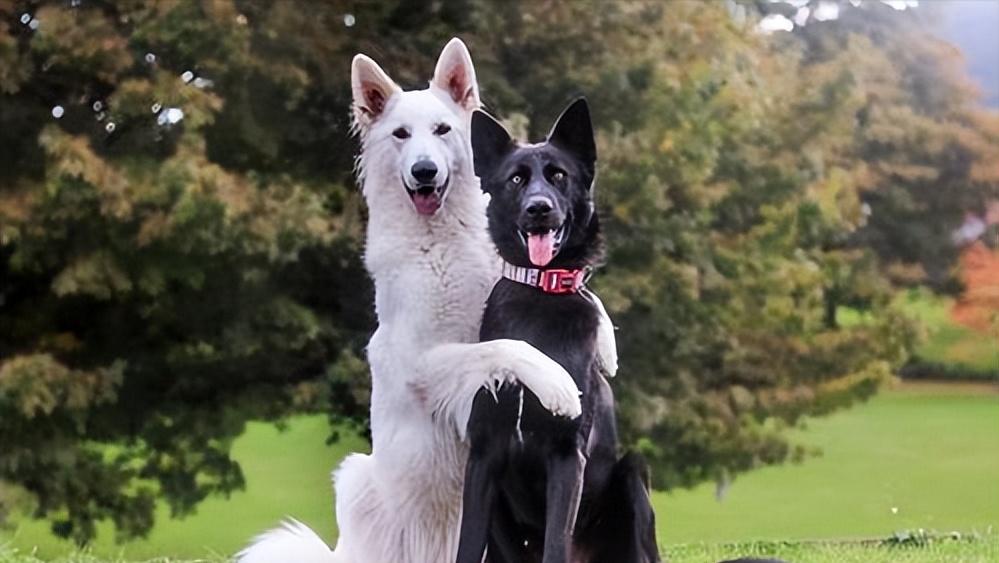 Do you prefer male or female dogs?The difference between them is too