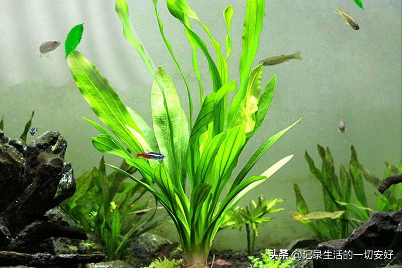 These kinds of aquatic plants can grow well in fish tanks without