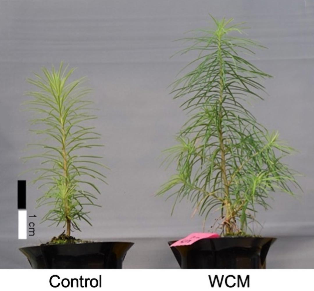 Scientists speed up plant growth with film that converts ultraviolet ...