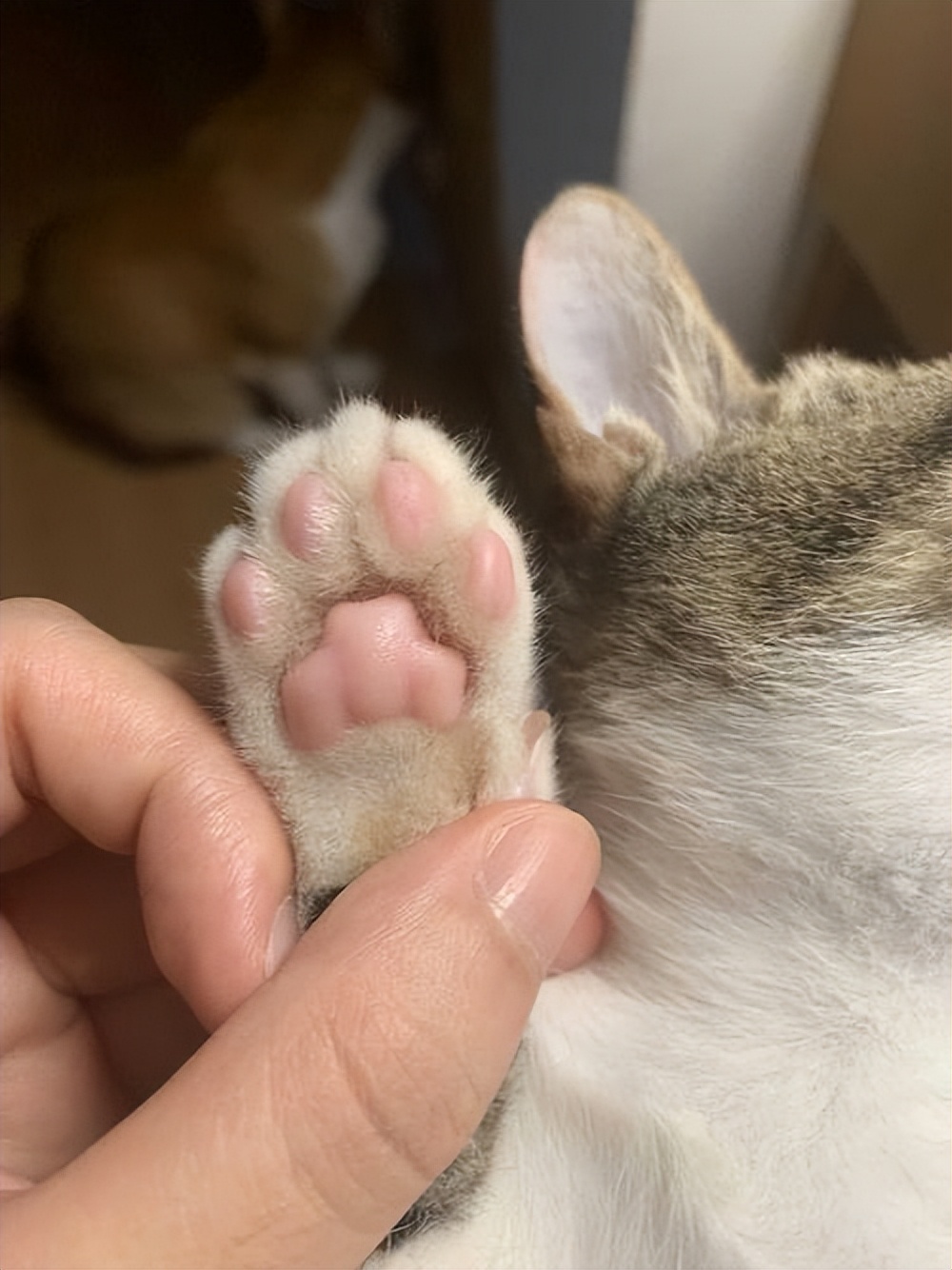 When you touch a cat's paw, it doesn't mean love in its eyes iNEWS