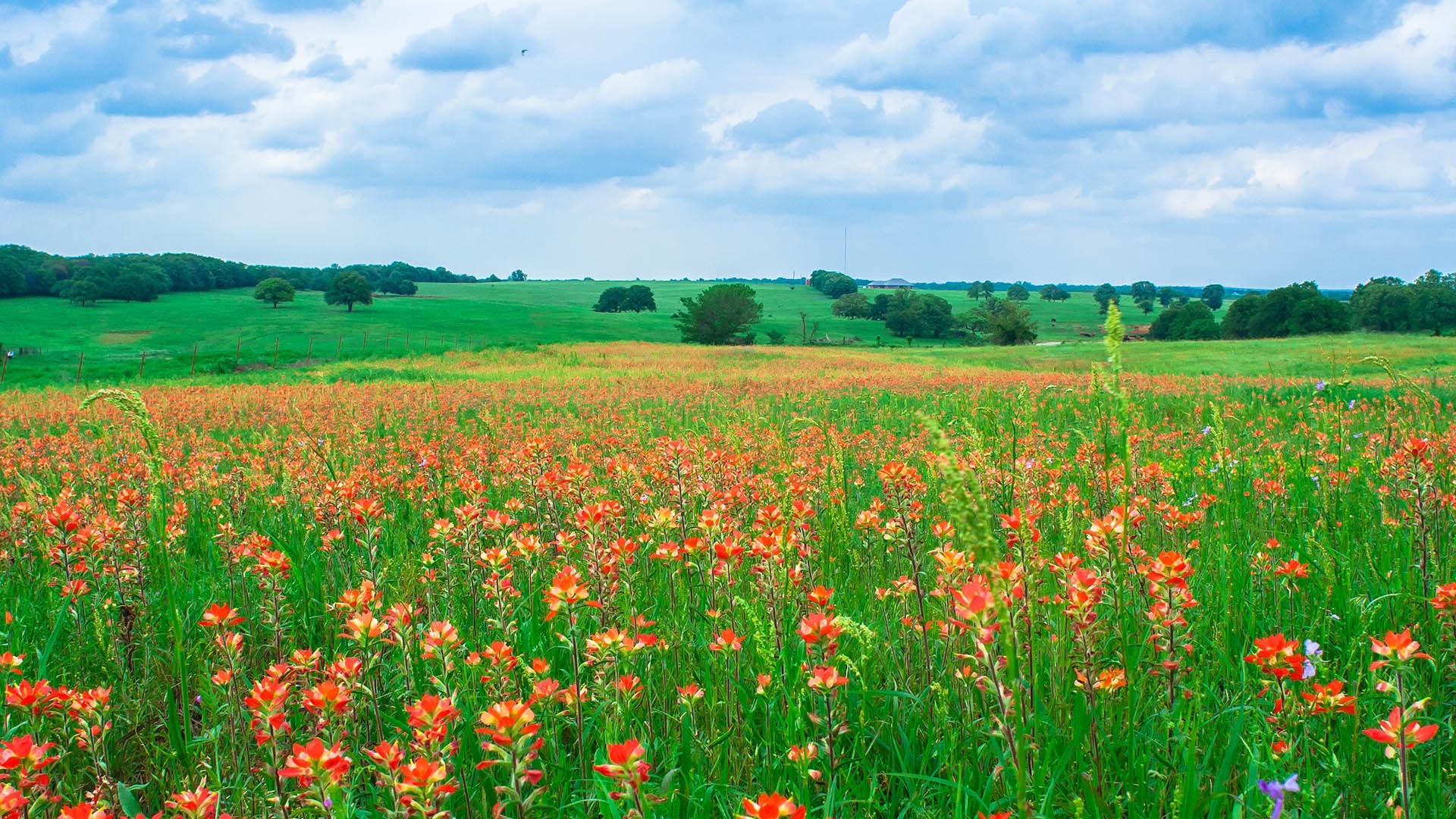 The Worlds Best Views - Fireweed Wildflowers in Central Oklahoma - iNEWS