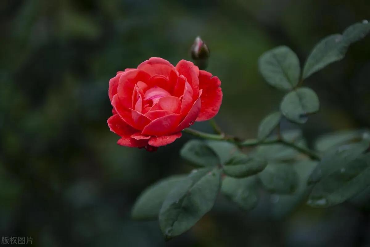 Why is there no rose in Tang poetry? Why are roses and roses so similar