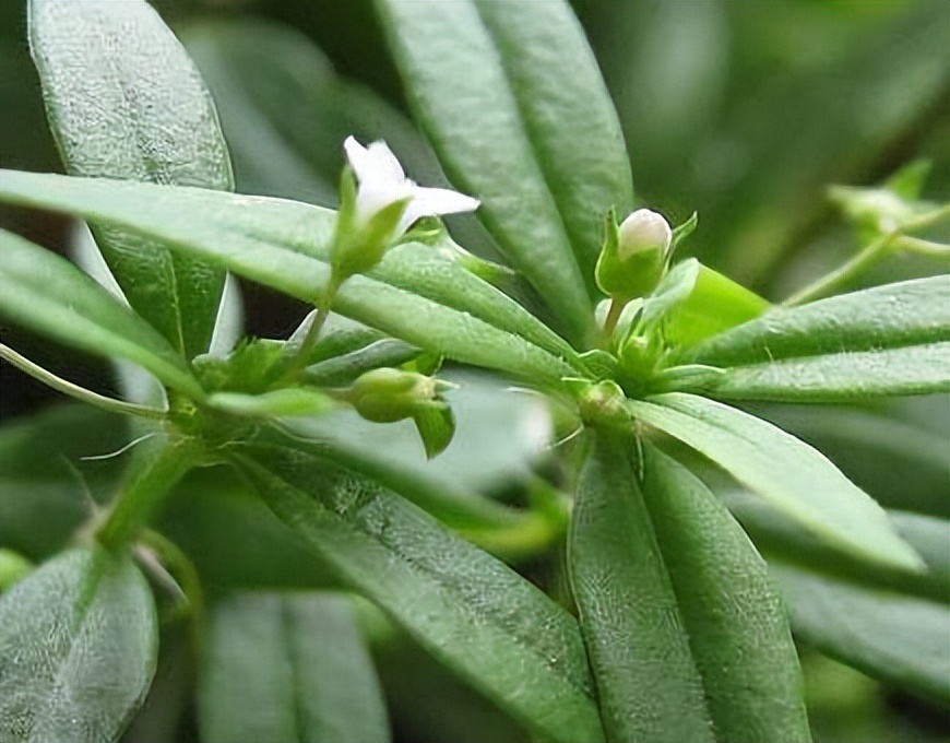 白花蛇舌草烘乾工藝詳解 - 資訊咖
