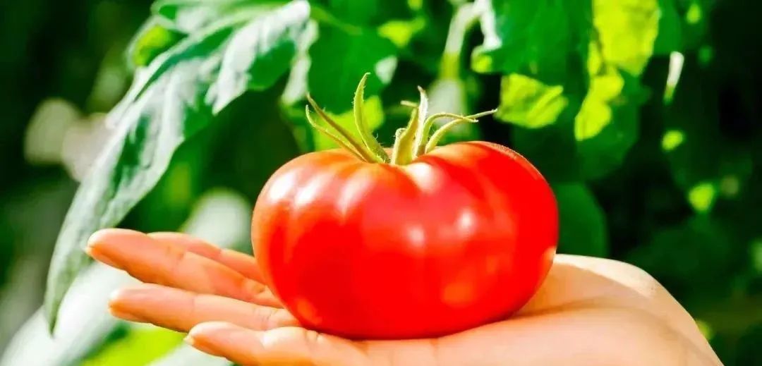 Why are tomatoes getting harder to eat? Can the "thick skin" of tomato